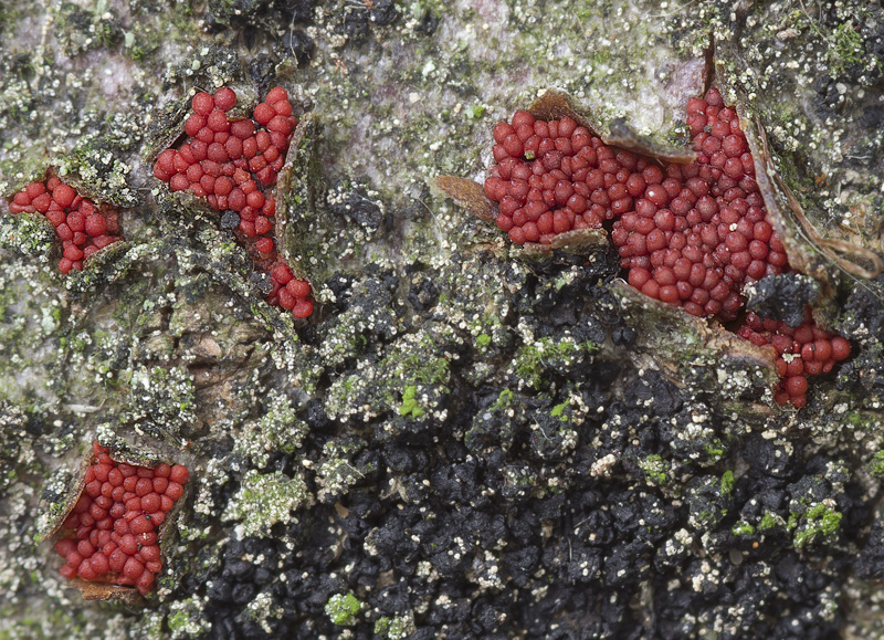 Nectria coccinea